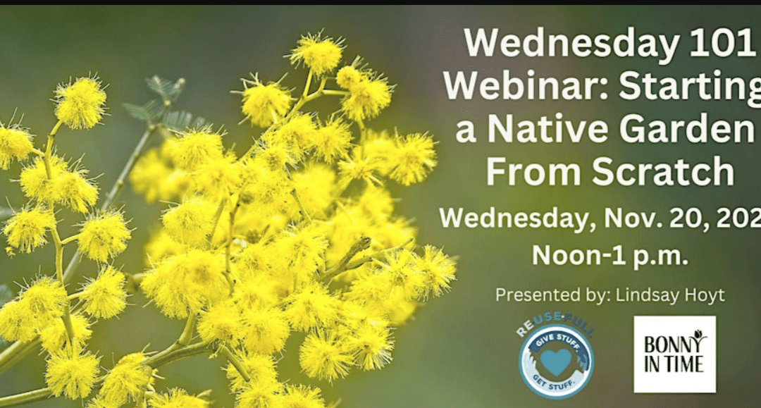 Wednesday 101 Webinar: Starting a Native Garden from Scratch