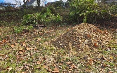 Cultivating Community: Collin Pearman’s Vision for Food Forests and Resilience